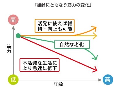 「加齢に伴う筋力の変化」イラスト