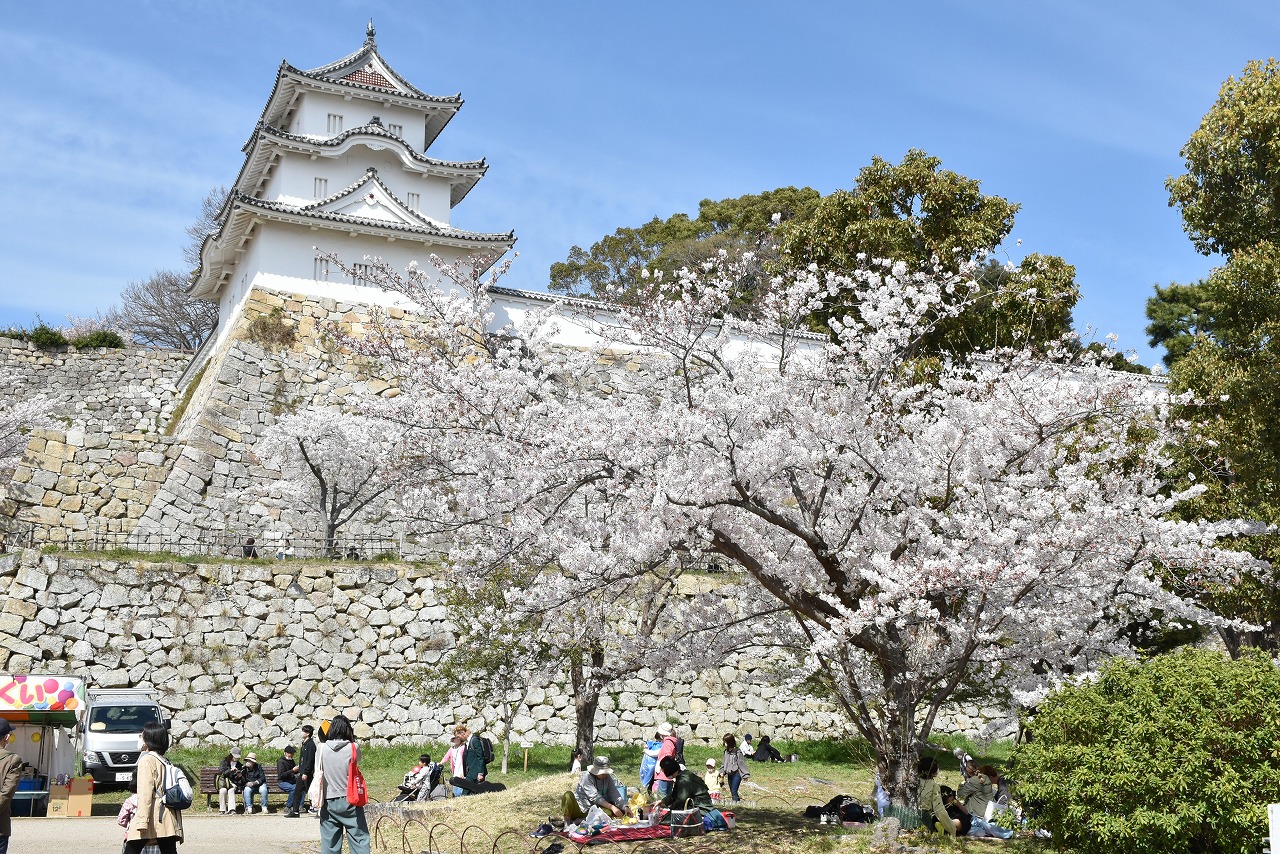 明石城と桜