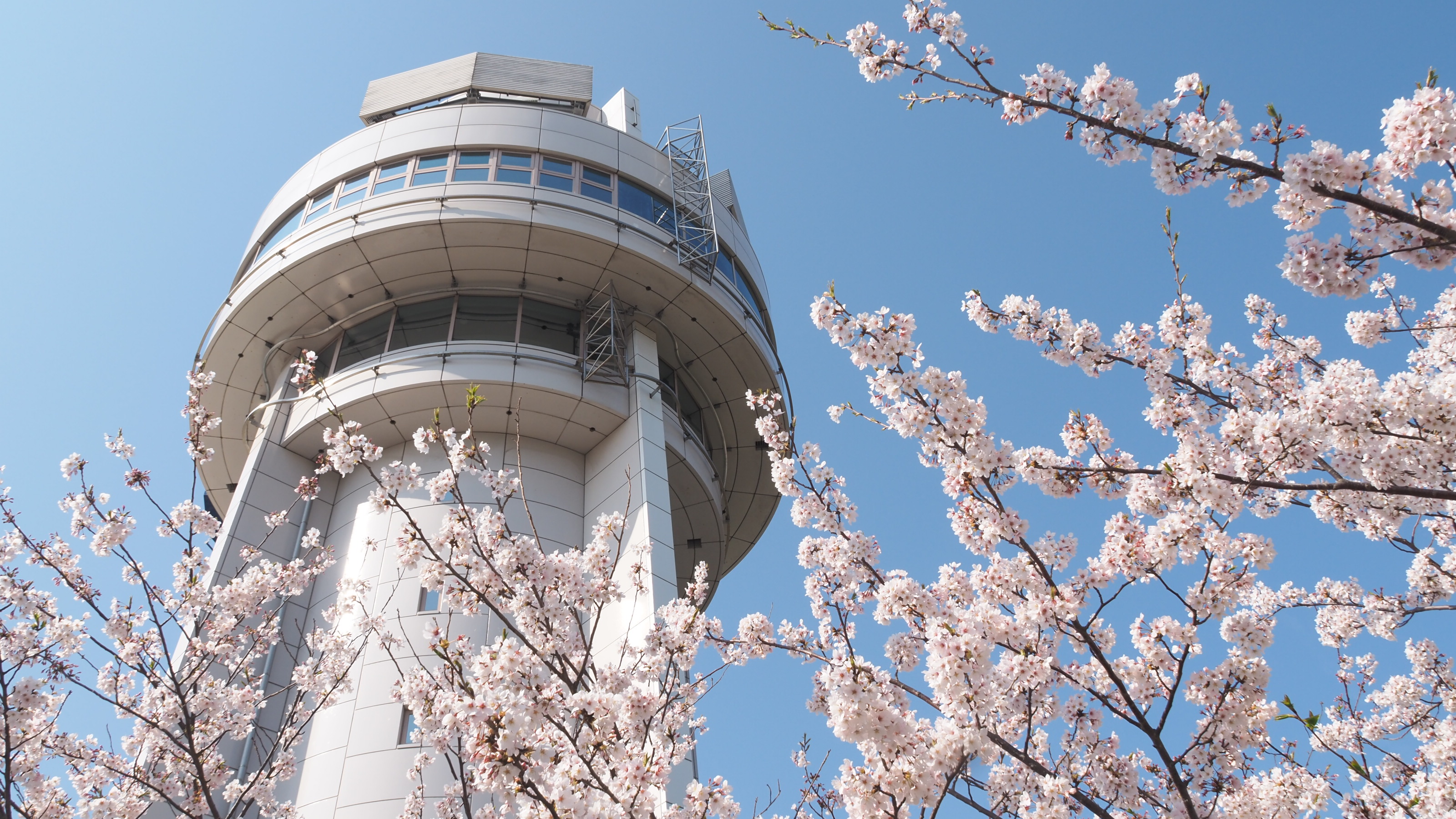 天文科学館と桜