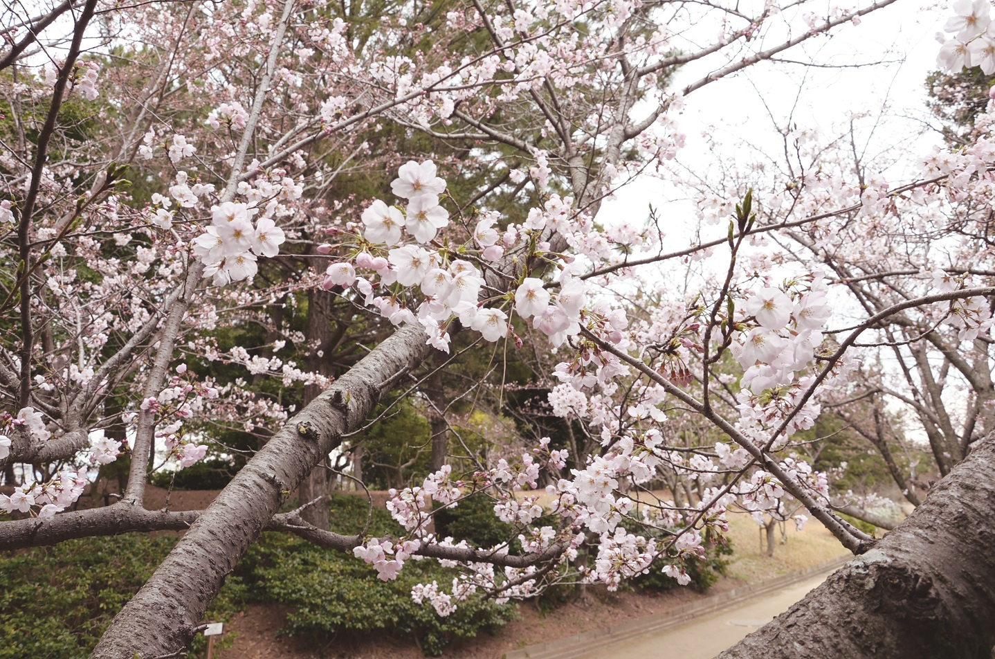 明石海浜公園（3月29日撮影）