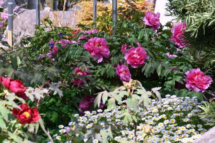 開園すぐは赤やピンクの花が咲き競う