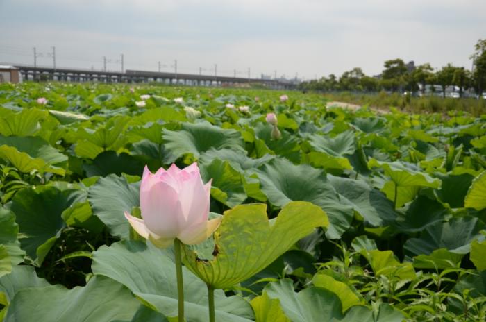 長谷池