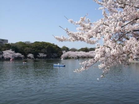 明石公園の桜1