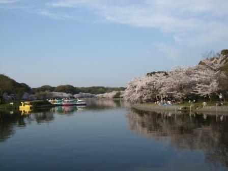 明石公園の桜2