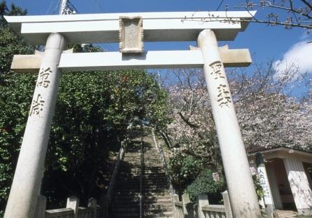 人丸山桜と鳥居