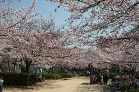 上ケ池公園の桜