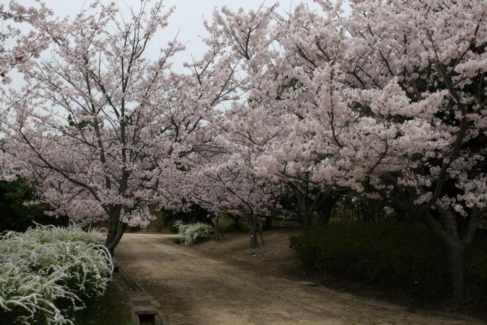 海浜公園桜12