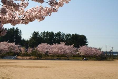 海浜公園の桜2